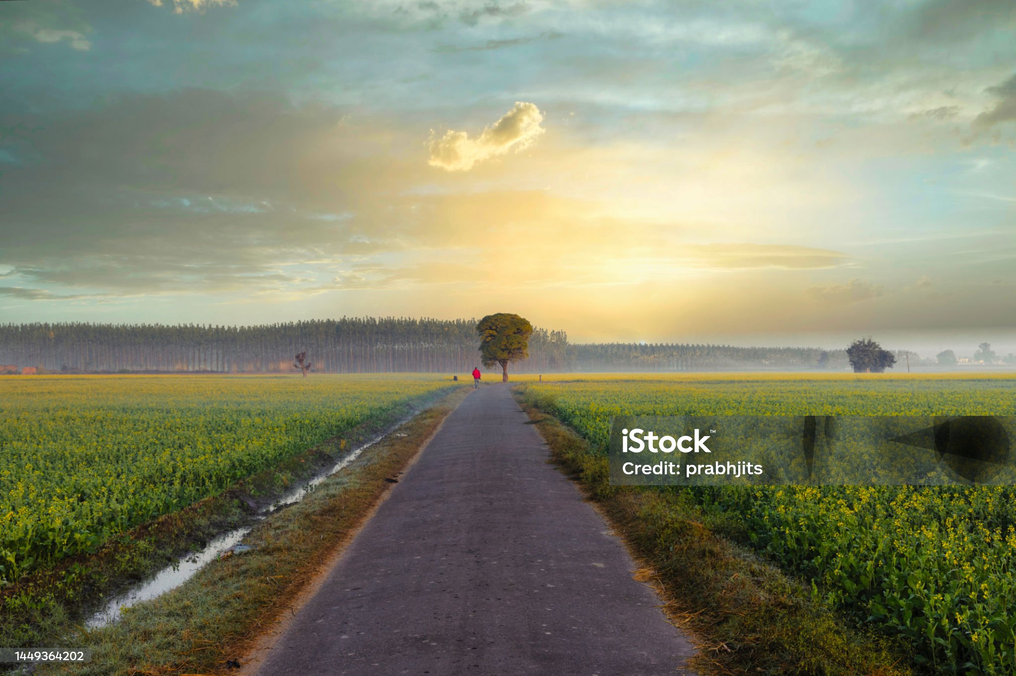 mustard flower fields on a winter morning, Punjab, India